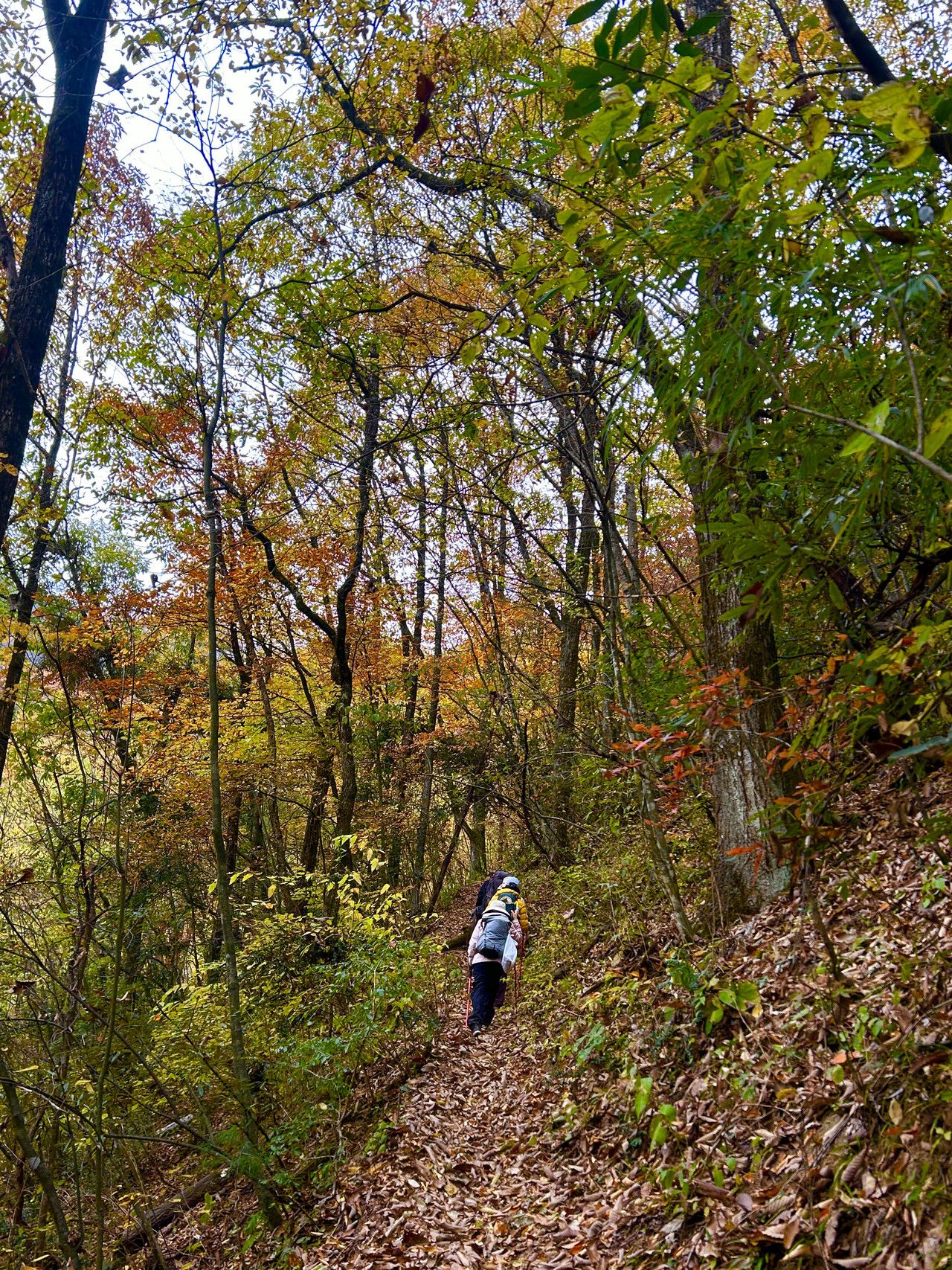 五一畅游东岳泰山 赴一场山水与文脉的春日之约(图1)